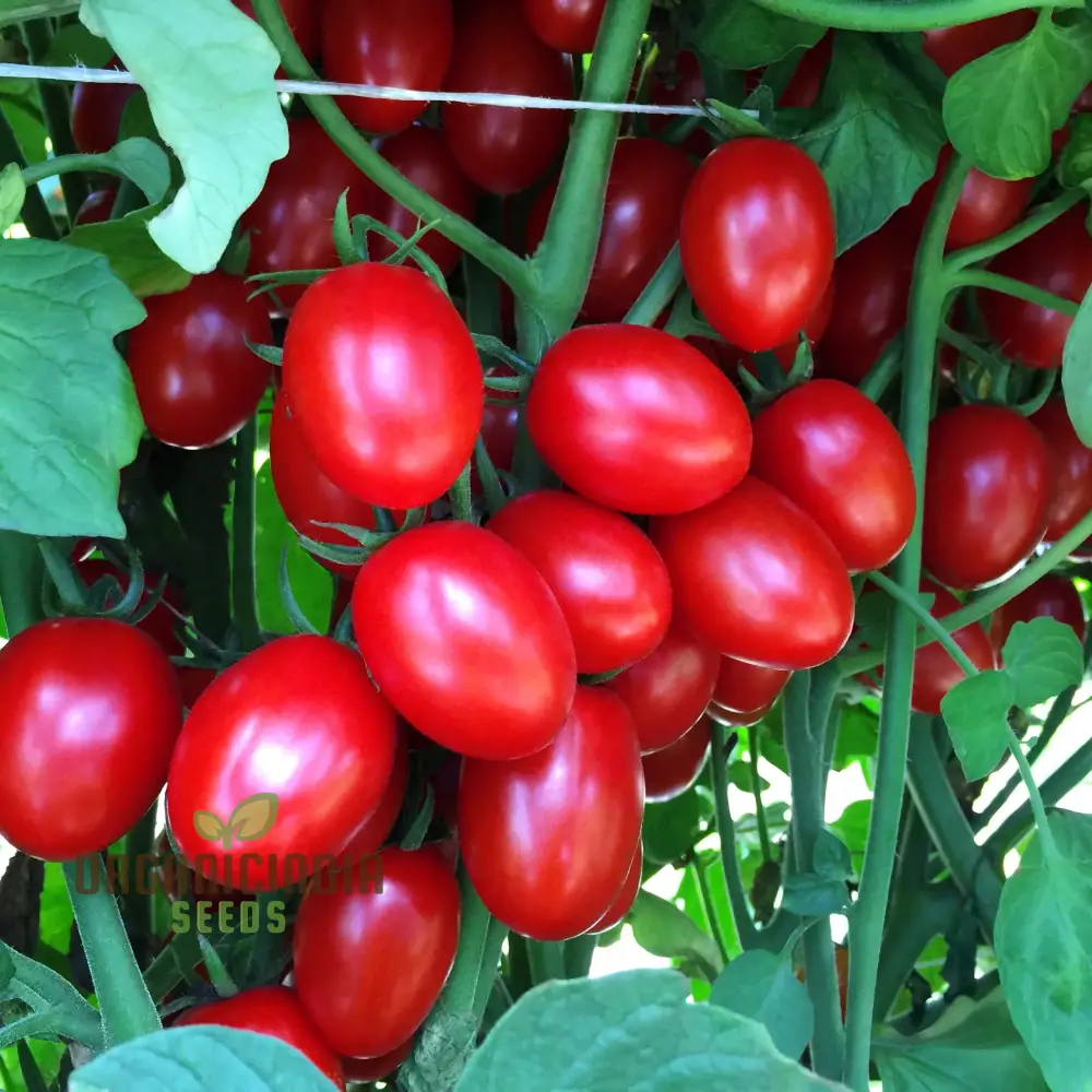 Tomato LUCIEBELL vegetable seeds to cultivate exquisite tomatoes that promise to elevate your garden with their exceptional flavor - Image 3