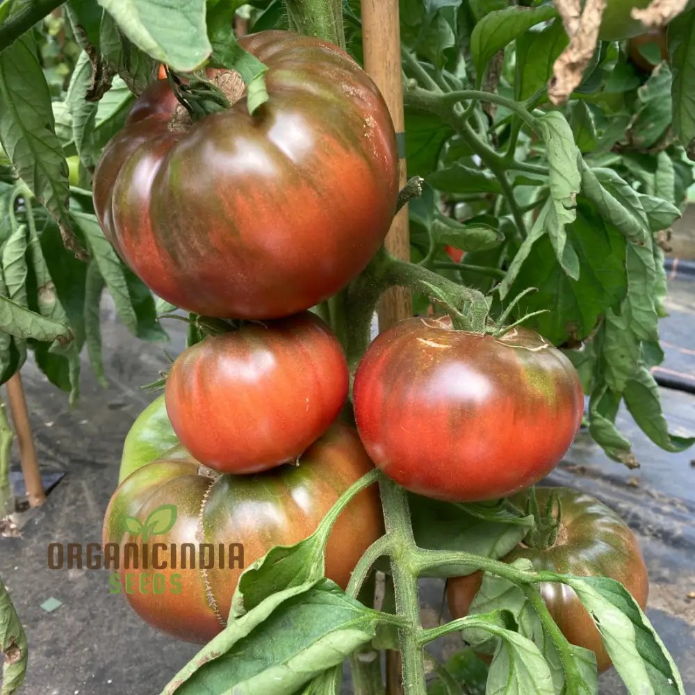 Tomato Medusa vegetable seeds, cultivating a unique variety that not only adds a touch of curiosity to your garden
