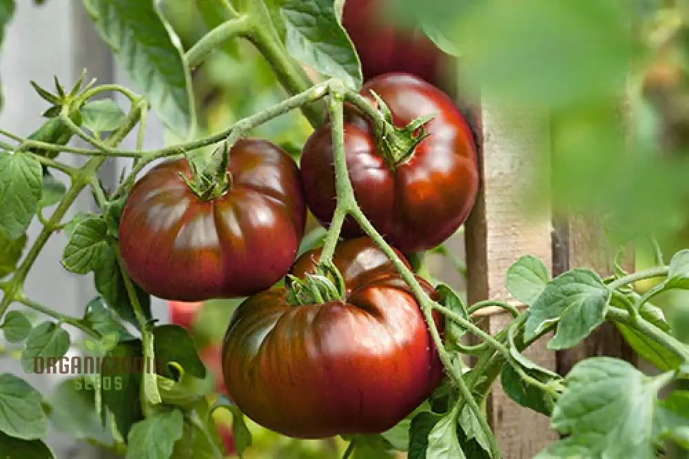 Tomato Medusa vegetable seeds, cultivating a unique variety that not only adds a touch of curiosity to your garden - Image 4