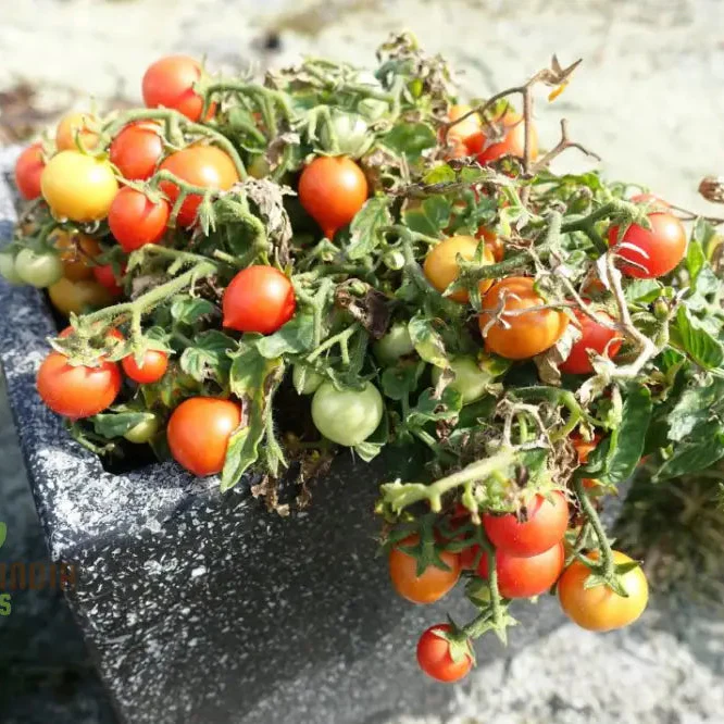 Tomato Micro Tom Vegetable Seeds for Planting, Perfect for Home Gardening, High Yield, Easy to Grow