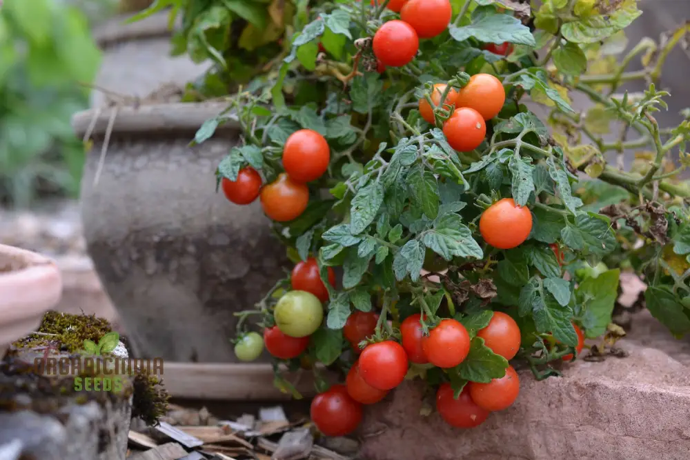 Tomato Micro Tom Vegetable Seeds for Planting, Perfect for Home Gardening, High Yield, Easy to Grow - Image 3