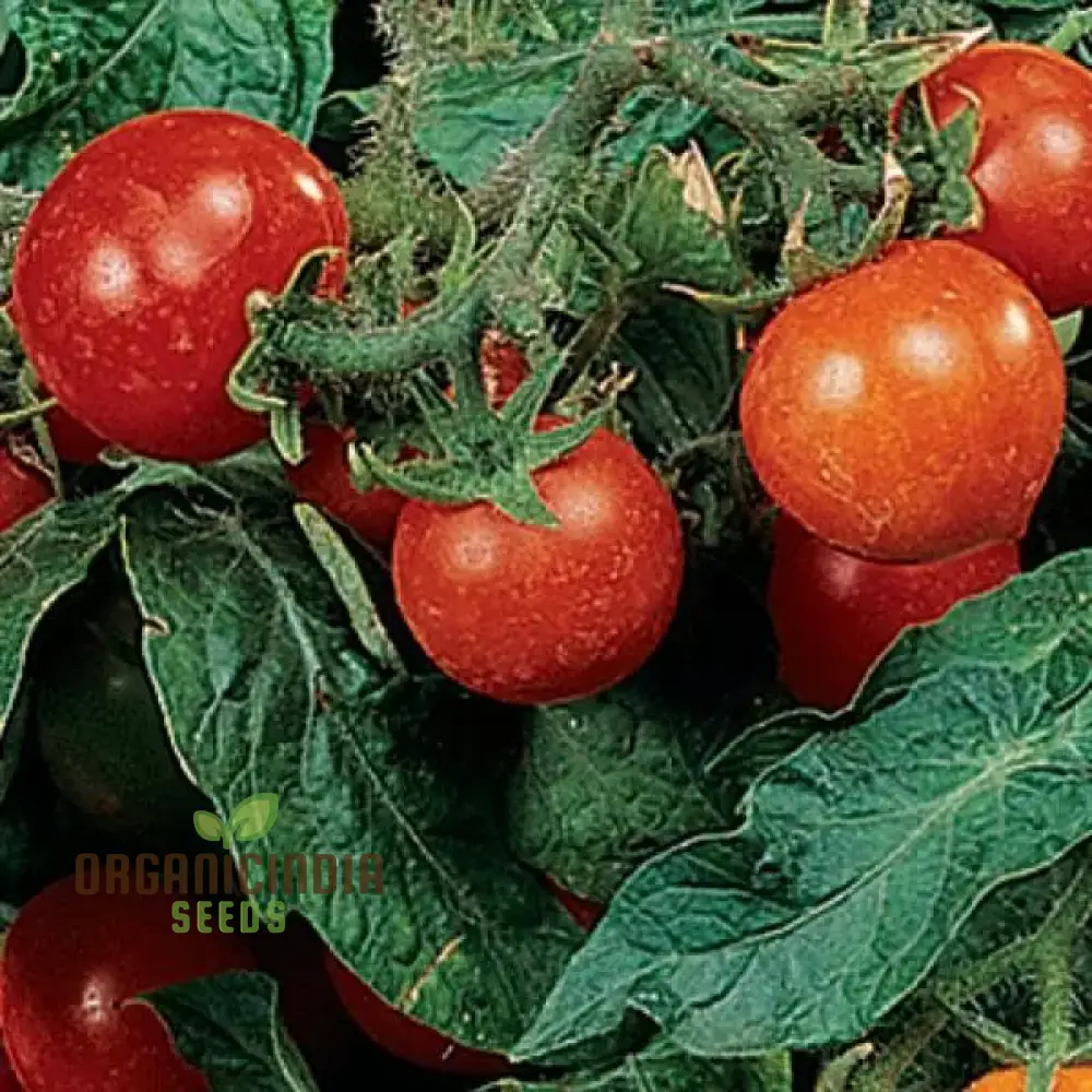 Tomato Micro Tom Vegetable Seeds for Planting, Perfect for Home Gardening, High Yield, Easy to Grow - Image 4