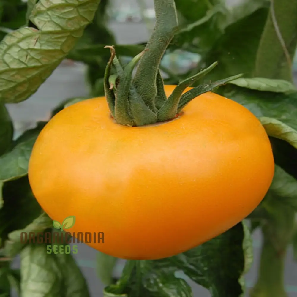 Tomato Orange Wellington Seeds - Grow Vibrant and Flavorful Orange Wellington Tomatoes