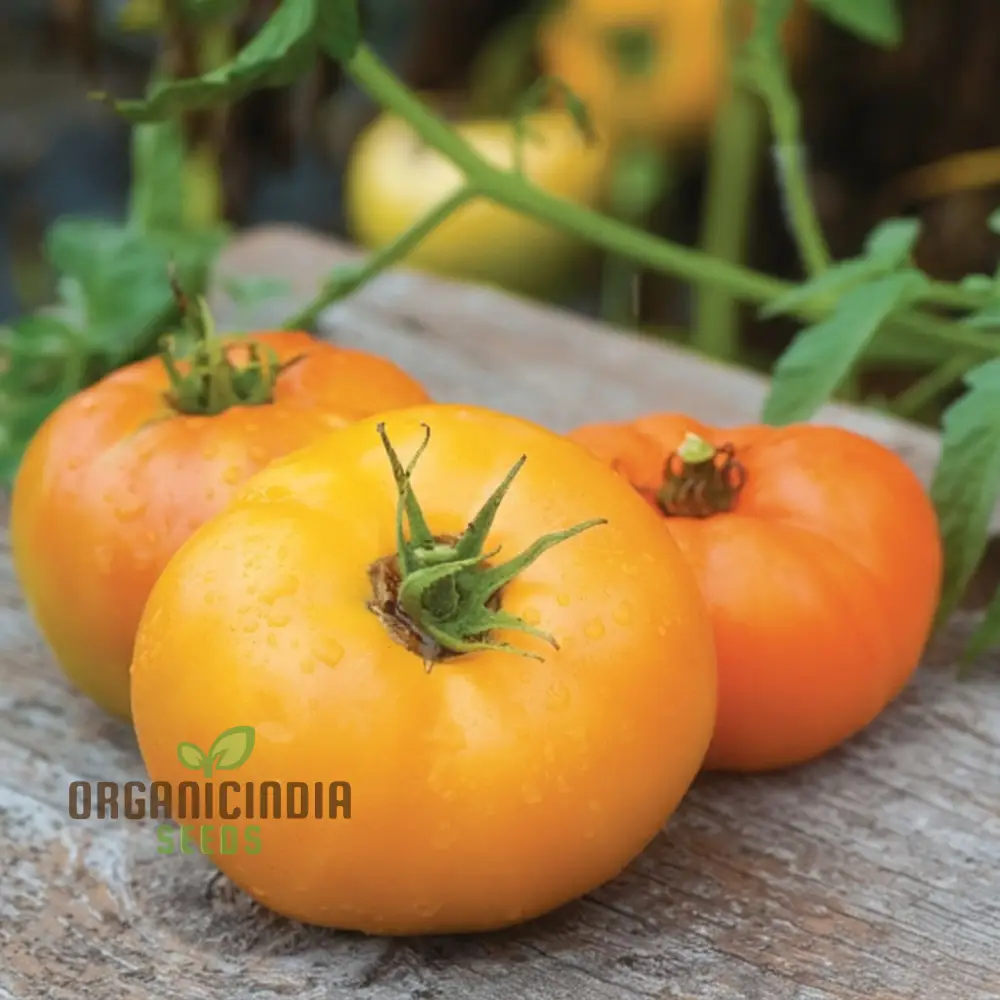 Tomato Orange Wellington Seeds - Grow Vibrant and Flavorful Orange Wellington Tomatoes - Image 3