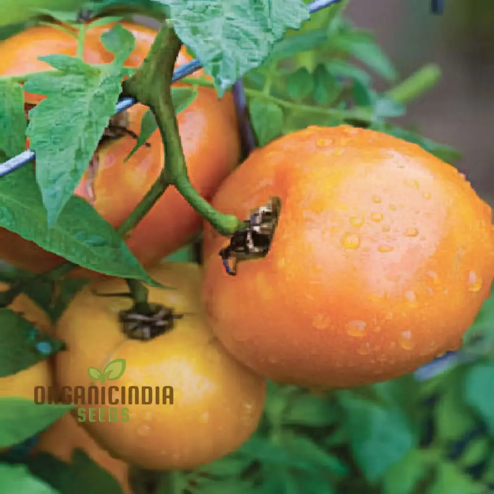 Tomato Orange Wellington Seeds - Grow Vibrant and Flavorful Orange Wellington Tomatoes - Image 4