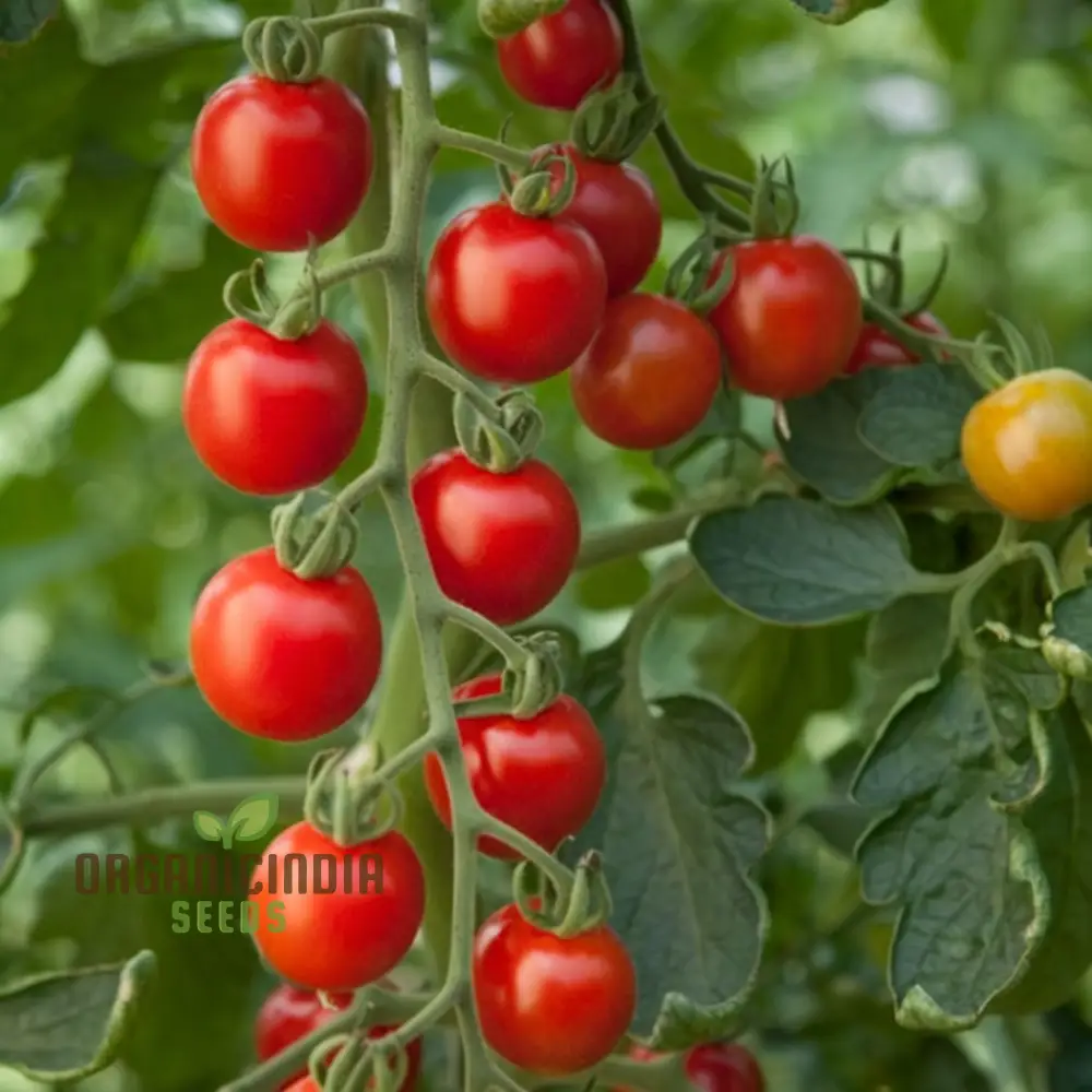 Tomato Orangeto Seeds - Grow Delicious and Juicy Orange Tomatoes in Your Garden