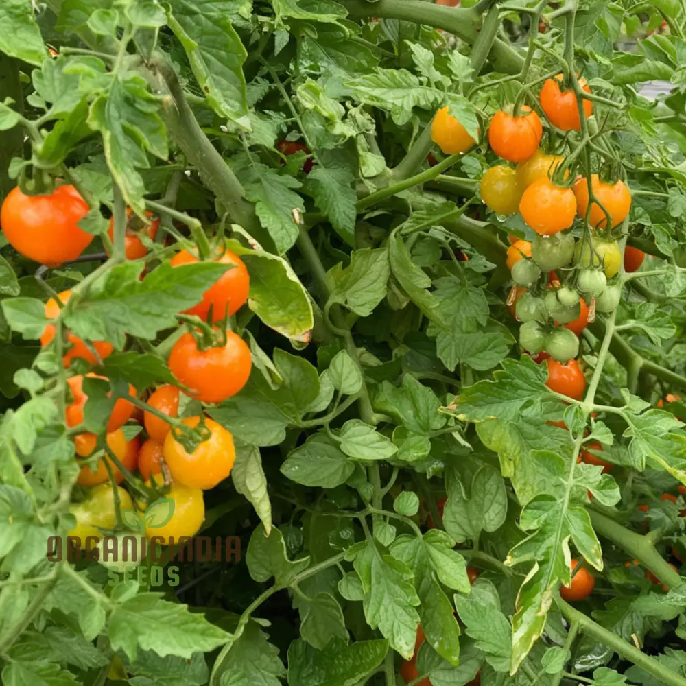 Tomato Orangeto Seeds - Grow Delicious and Juicy Orange Tomatoes in Your Garden - Image 3