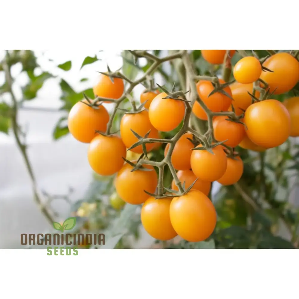 Tomato Orangeto Seeds - Grow Delicious and Juicy Orange Tomatoes in Your Garden - Image 4