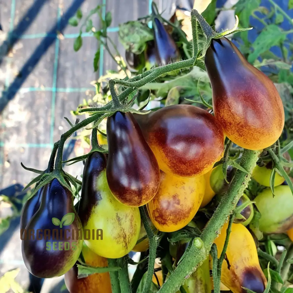 Tomato Pear drops Seeds - Grow Sweet and Flavorful Pear drops Tomatoes in Your Garden