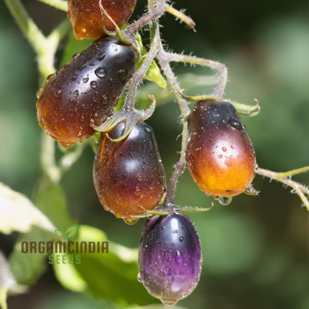 Tomato Pear drops Seeds - Grow Sweet and Flavorful Pear drops Tomatoes in Your Garden - Image 3