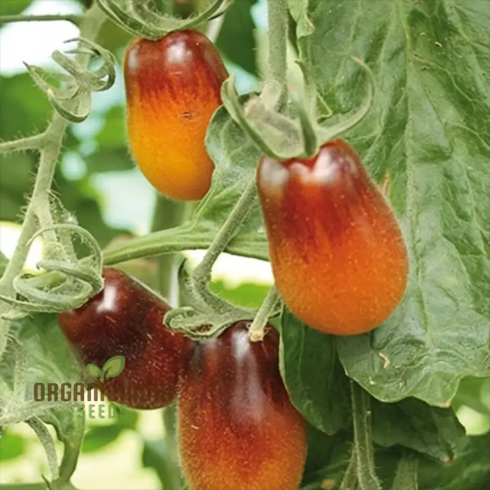 Tomato Pear drops Seeds - Grow Sweet and Flavorful Pear drops Tomatoes in Your Garden - Image 4