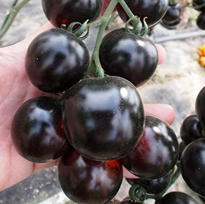 Tomato Peruvianum Seeds for Exceptional Gardening - Buy High-Quality Seeds for Your Garden Today - Image 3
