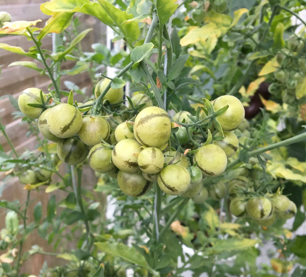 Tomato Peruvianum Seeds for Exceptional Gardening - Buy High-Quality Seeds for Your Garden Today - Image 4