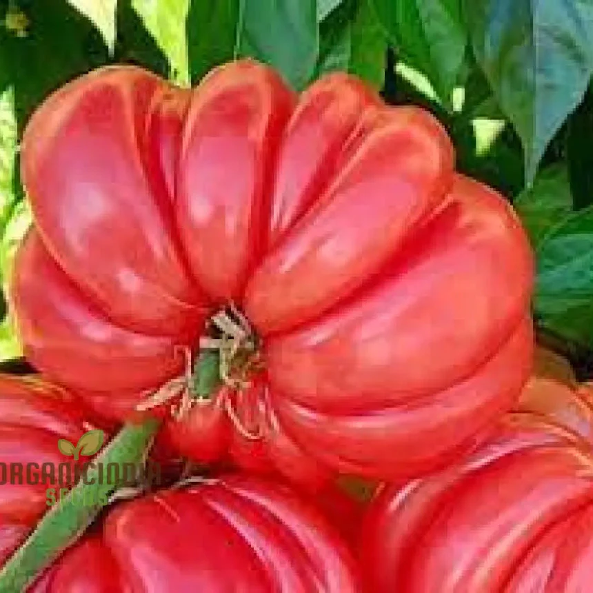 Tomato Pink Accordion Seeds for Gardening | Premium Heirloom Tomato Seeds for Your Garden