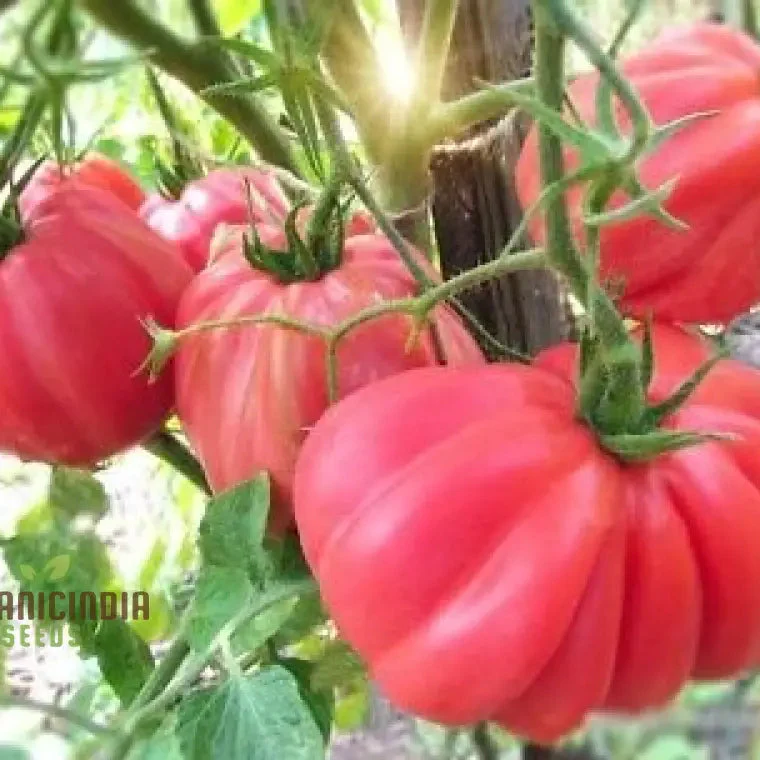 Tomato Pink Accordion Seeds for Gardening | Premium Heirloom Tomato Seeds for Your Garden - Image 3