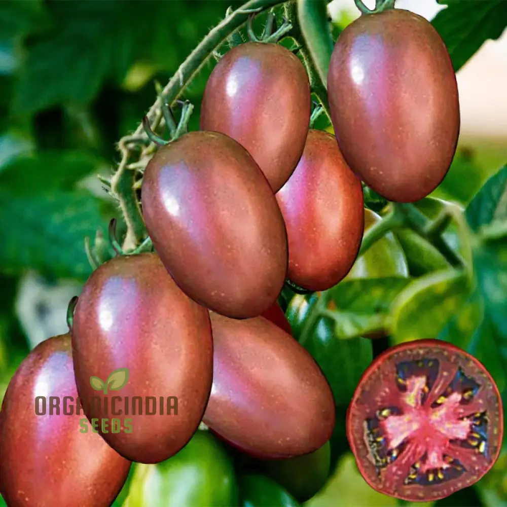 TOMATO PURPLE RUSSIAN Seeds for Planting