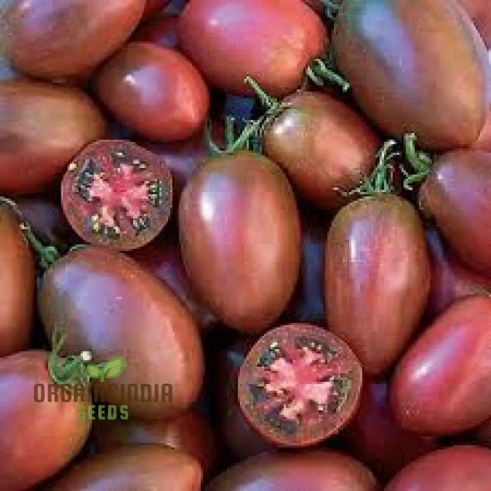 TOMATO PURPLE RUSSIAN Seeds for Planting - Image 3
