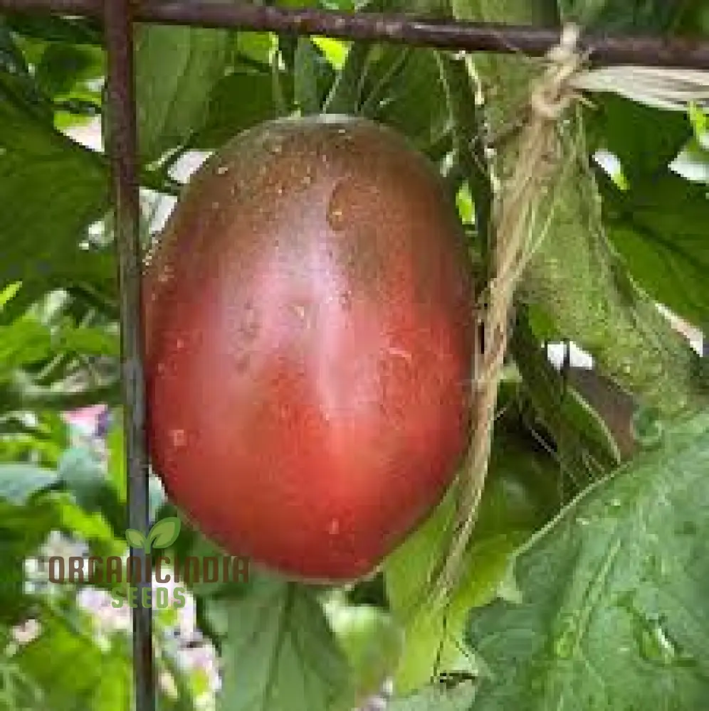 TOMATO PURPLE RUSSIAN Seeds for Planting - Image 4