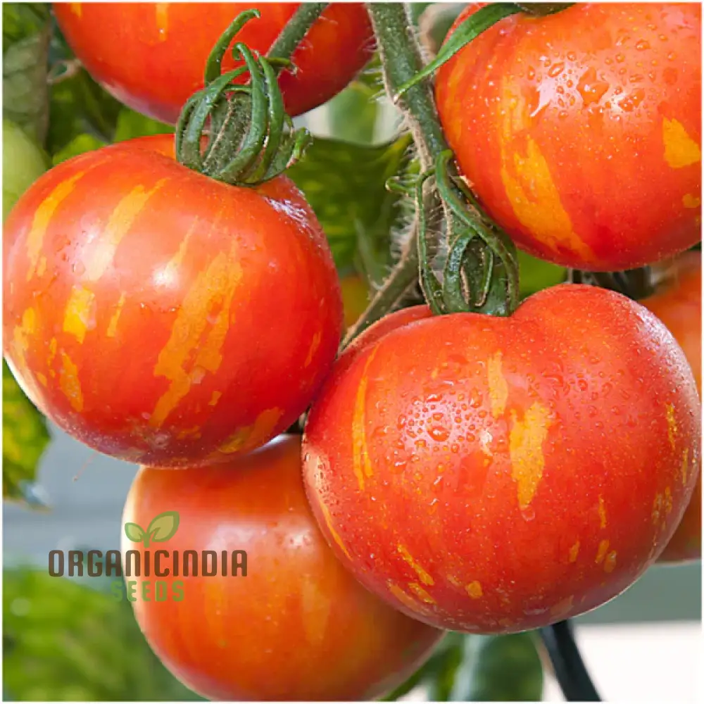 Tomato Red Zebra Seeds for Planting- Heirloom Vegetable Seeds for Vibrant Red Striped Tomatoes