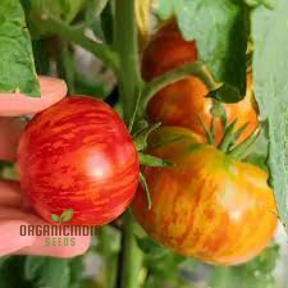 Tomato Red Zebra Seeds for Planting- Heirloom Vegetable Seeds for Vibrant Red Striped Tomatoes - Image 3