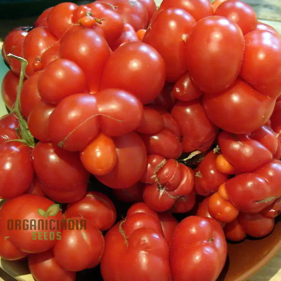 TOMATO REISE Seeds - Premium Quality Seeds for Gardening | Enhance Your Garden Today