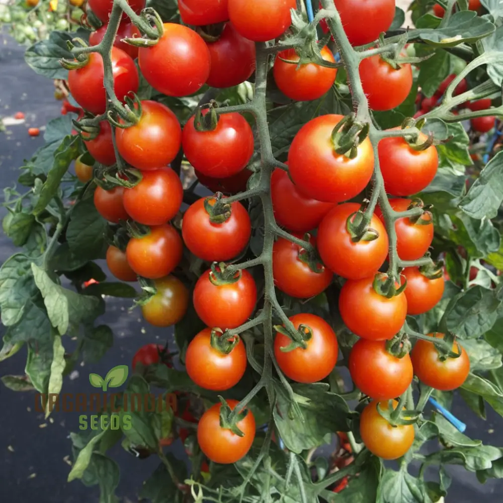 Tomato Rubinka Seeds - Grow Rich and Flavorful Rubinka Tomatoes in Your Garden - Image 3