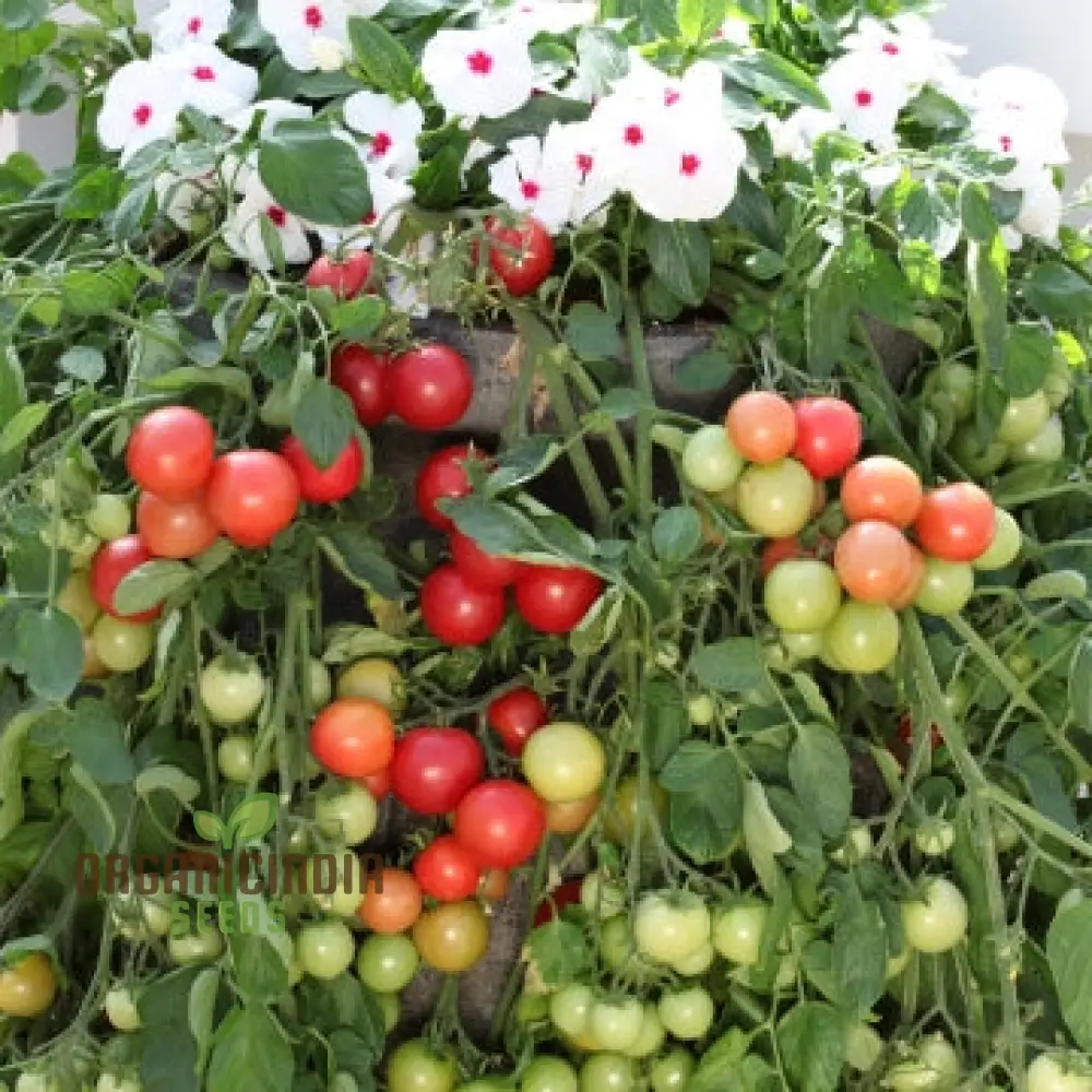 Tomato Seed Collection for Outdoor Gardening Enthusiasts | Heirloom Seeds for Healthy Harvests - Image 3