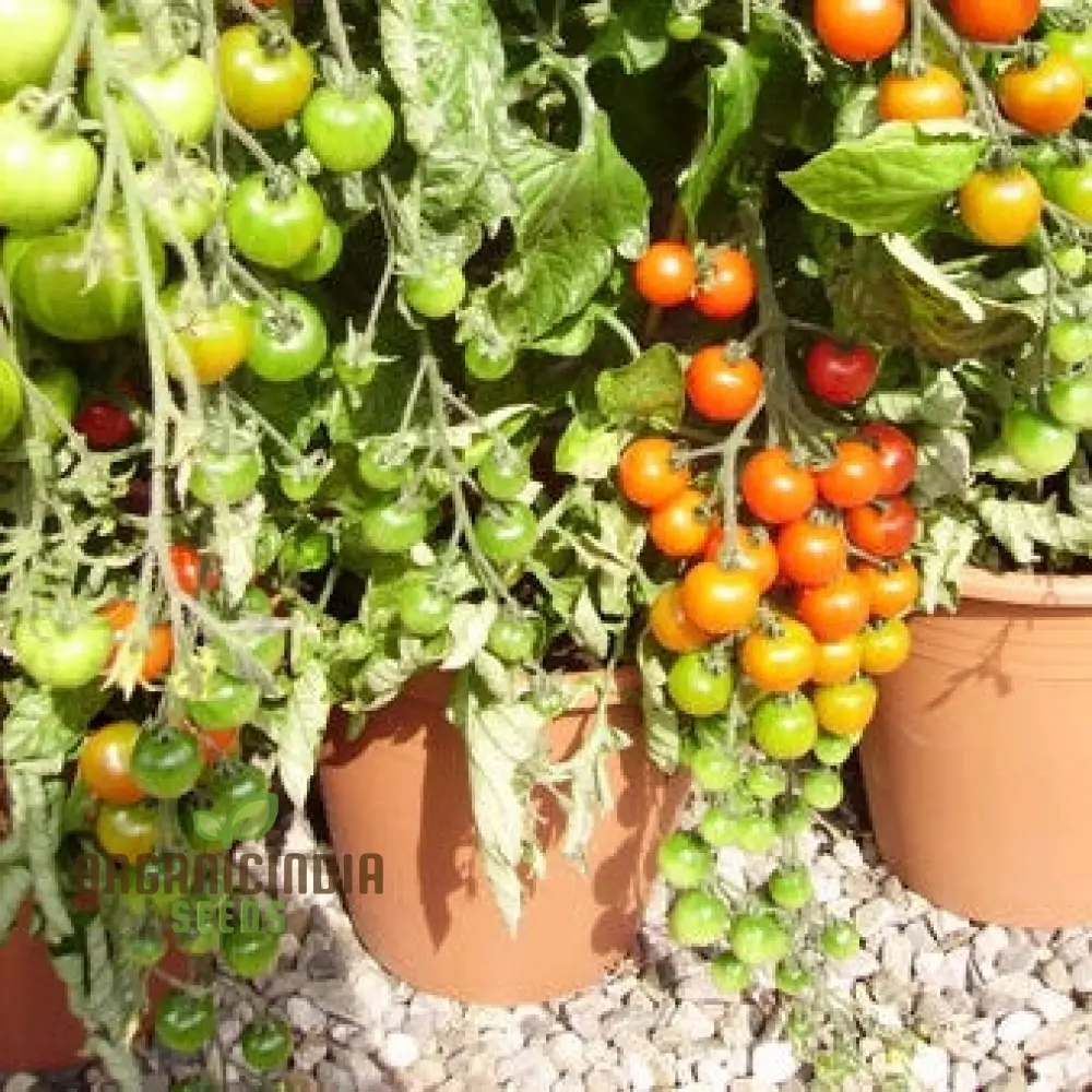 Tomato Seed Collection for Outdoor Gardening Enthusiasts | Heirloom Seeds for Healthy Harvests - Image 4