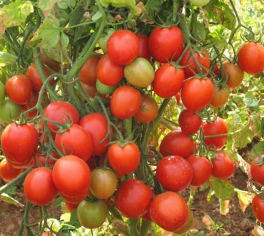 Experience Organic Excellence - Planting Amelia Organic Tomato Seeds for Premium Flavor, Nutrients, and Sustainable Gardening - Image 5