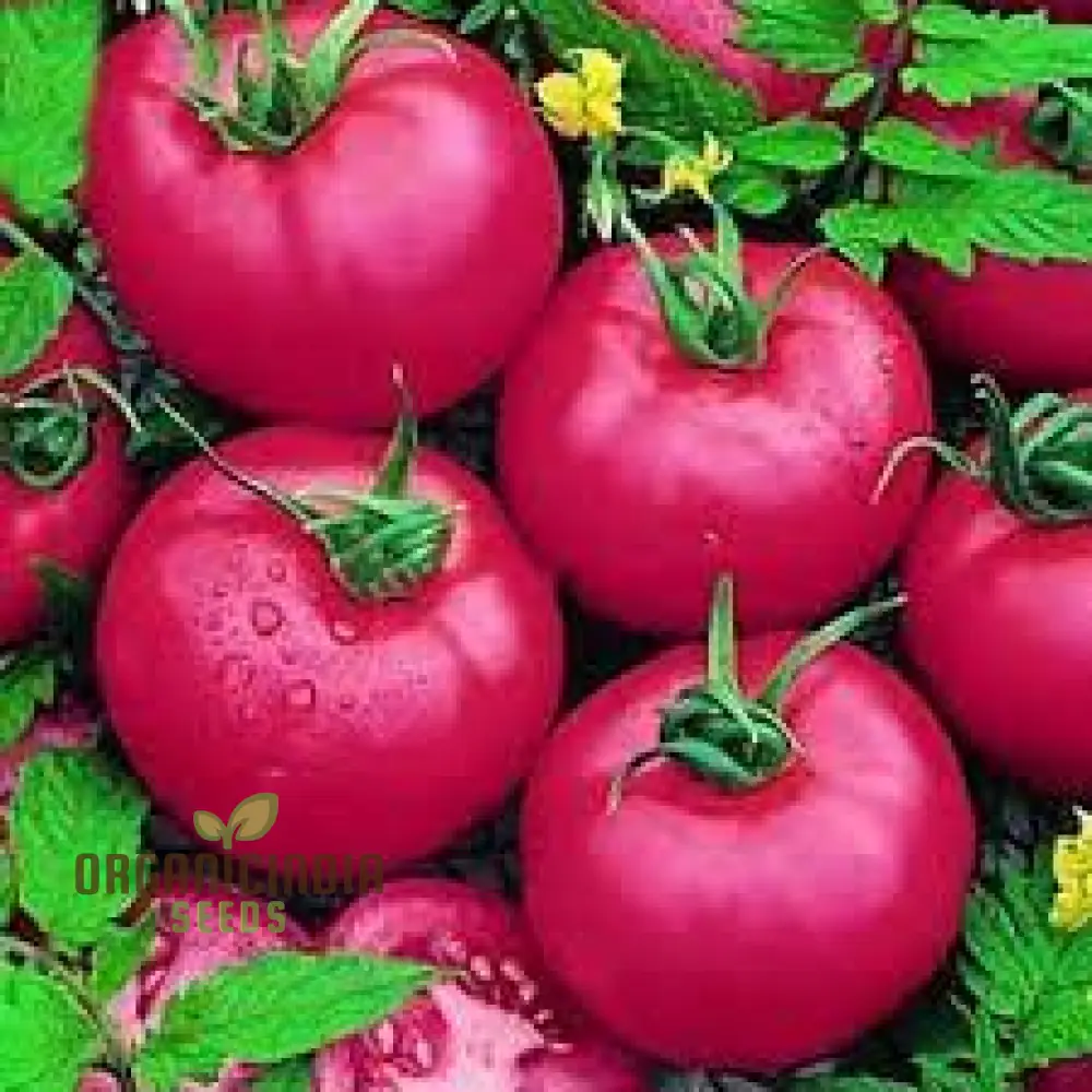 Tomato Seeds - Chef's Choice Pink F1, Premium Gardening Seeds