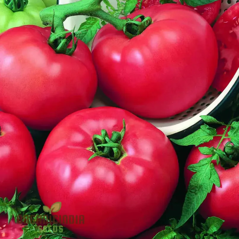 Tomato Seeds - Chef's Choice Pink F1, Premium Gardening Seeds - Image 3