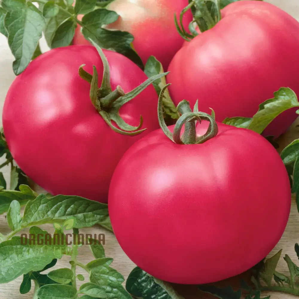 Tomato Seeds - Chef's Choice Pink F1, Premium Gardening Seeds - Image 4
