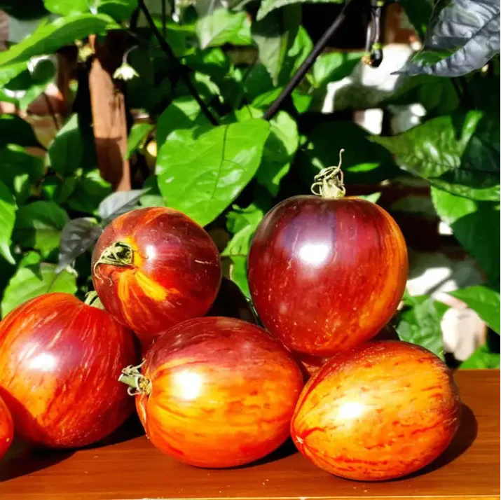 Gargamel tomato vegetable seeds, Rare Fines Striped-Rare Vegetable Seeds