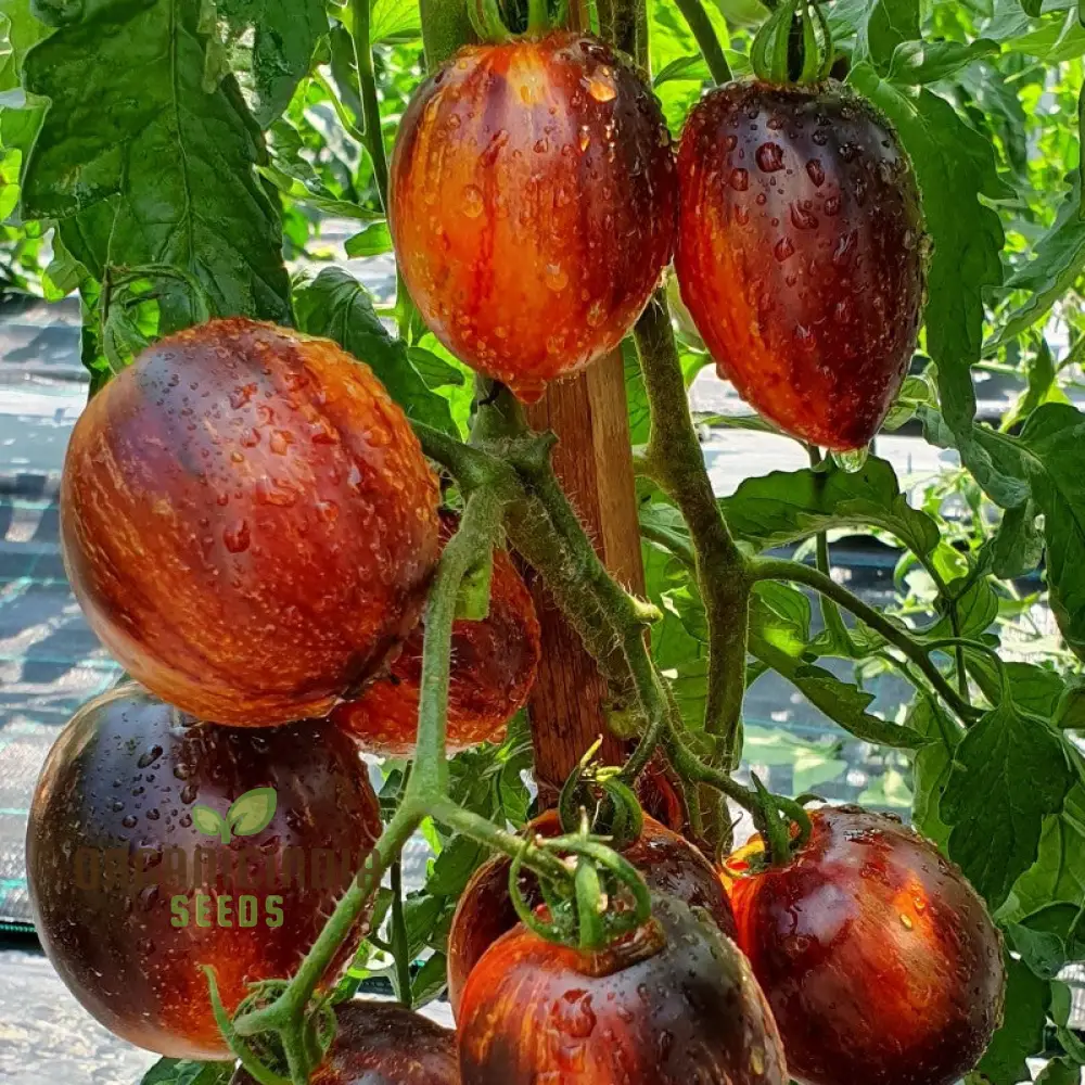 Gargamel tomato vegetable seeds, Rare Fines Striped-Rare Vegetable Seeds - Image 3