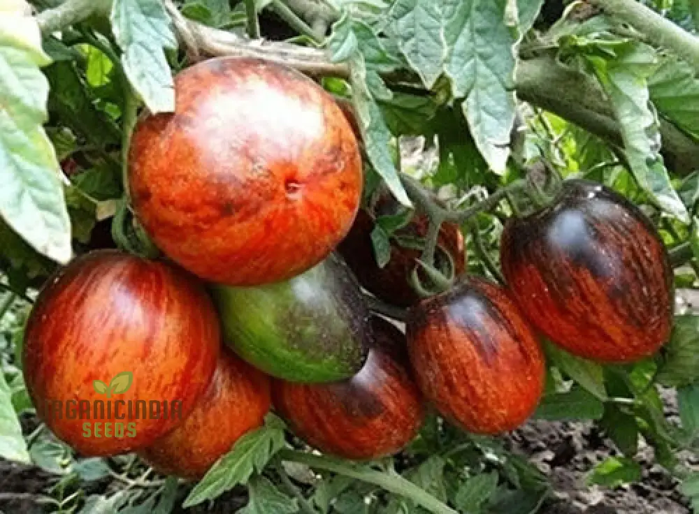 Gargamel tomato vegetable seeds, Rare Fines Striped-Rare Vegetable Seeds - Image 4