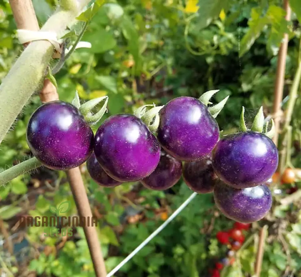 Indigo Blue Berries Tomato Seeds for Planting,Enhance Your Gardening