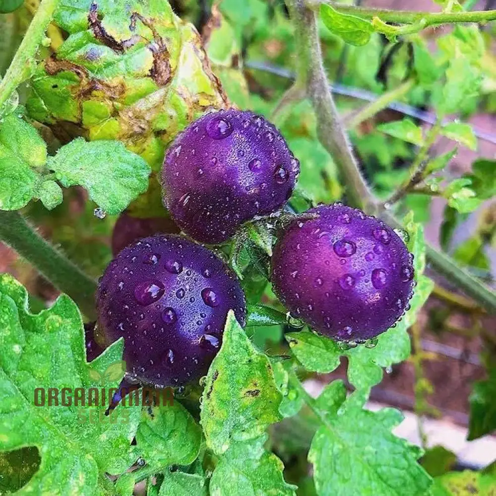 Indigo Blue Berries Tomato Seeds for Planting,Enhance Your Gardening - Image 3