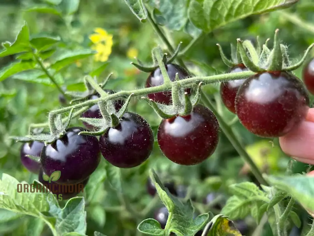 Indigo Blue Berries Tomato Seeds for Planting,Enhance Your Gardening - Image 4