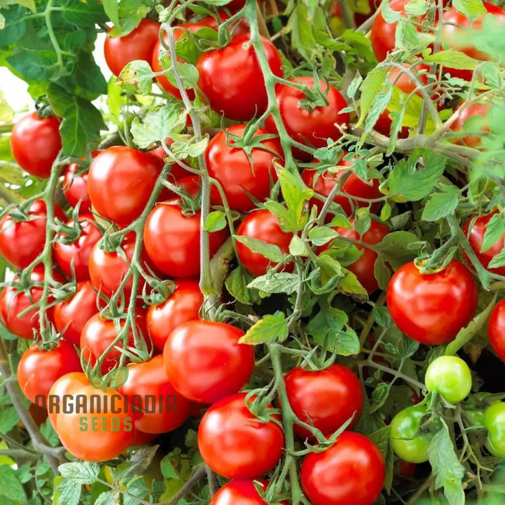 Tomato Seeds 'Moneymaker', a variety known for its reliable yields and exceptional flavor, ideal for vegetable gardeners seeking robust and productive tomato plants