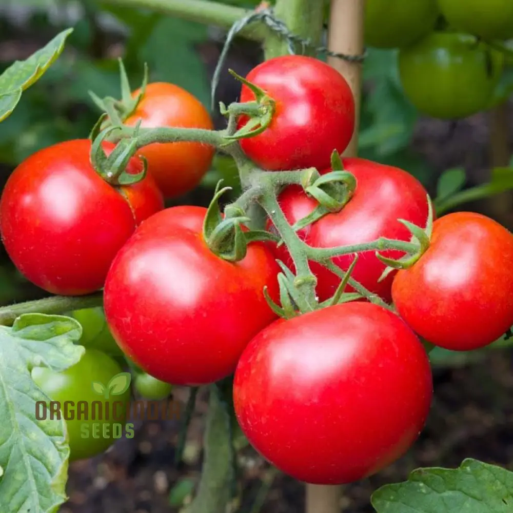 Tomato Seeds 'Moneymaker', a variety known for its reliable yields and exceptional flavor, ideal for vegetable gardeners seeking robust and productive tomato plants - Image 3