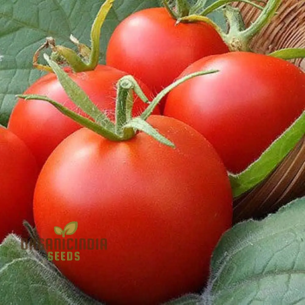 Tomato Seeds 'Moneymaker', a variety known for its reliable yields and exceptional flavor, ideal for vegetable gardeners seeking robust and productive tomato plants - Image 4