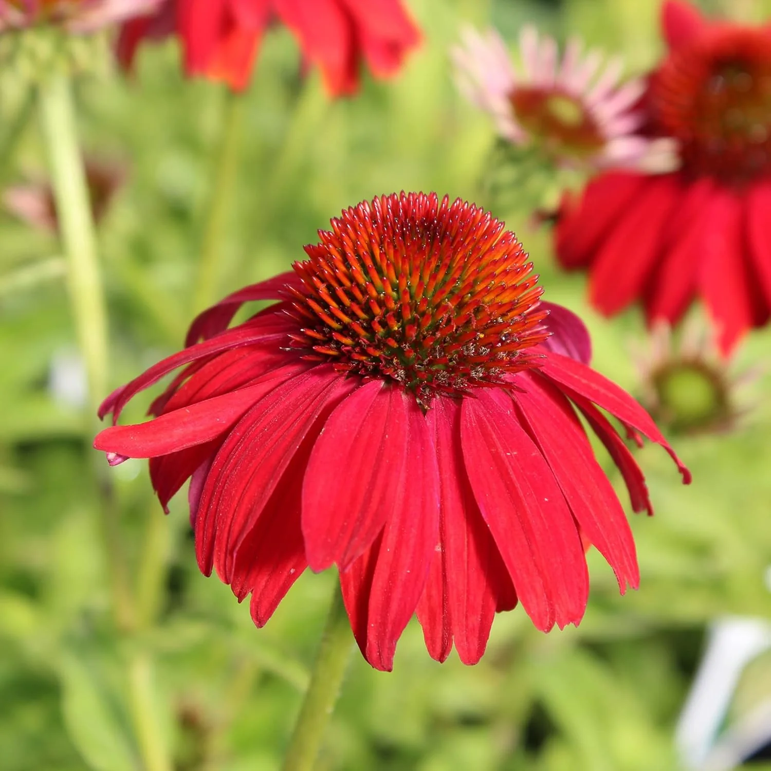 Echinacea Seeds (Tomato Soup Echinacea Seeds) - Vibrant Orange-Red Perennial Blooms