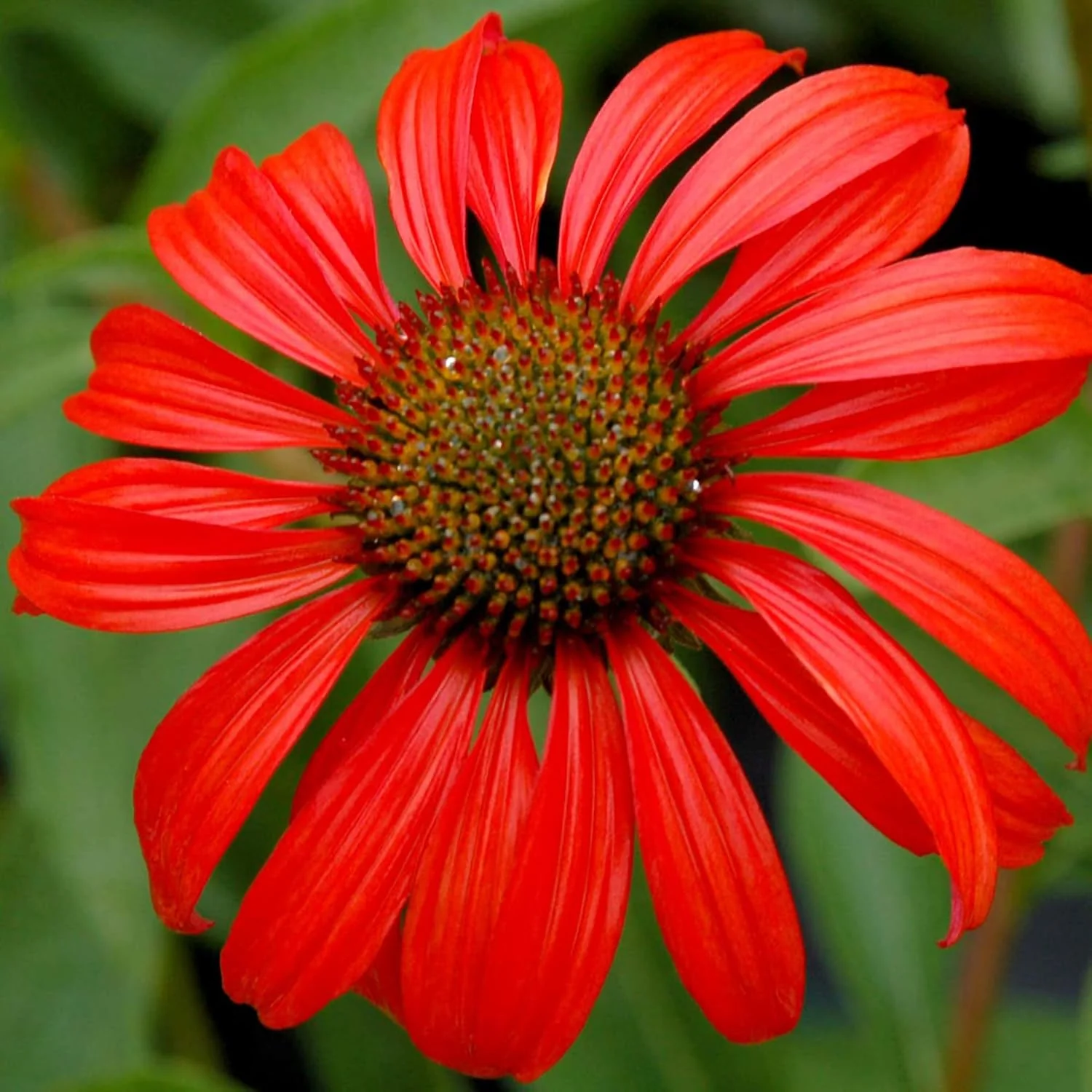 Echinacea Seeds (Tomato Soup Echinacea Seeds) - Vibrant Orange-Red Perennial Blooms - Image 3