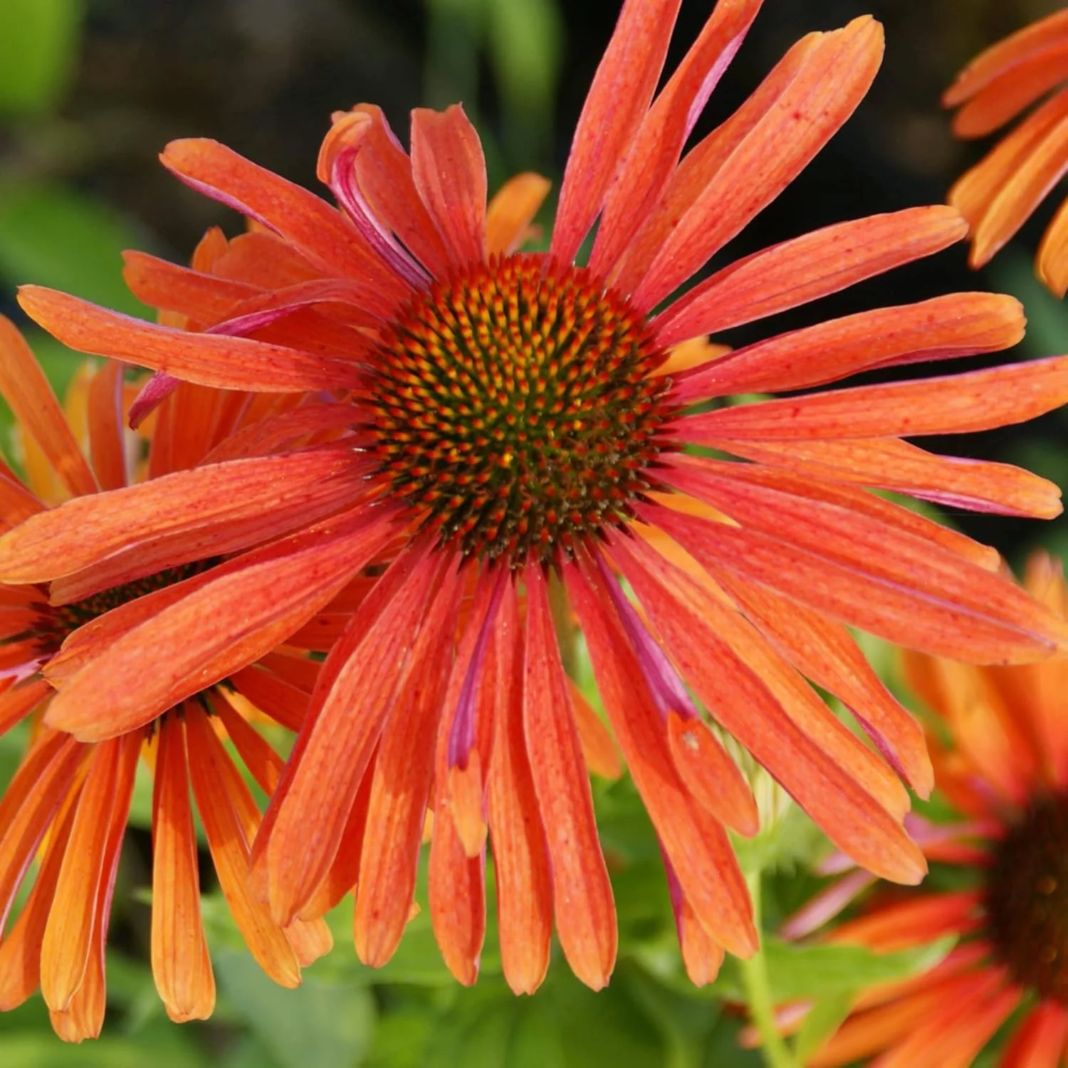 Echinacea Seeds (Tomato Soup Echinacea Seeds) - Vibrant Orange-Red Perennial Blooms - Image 4