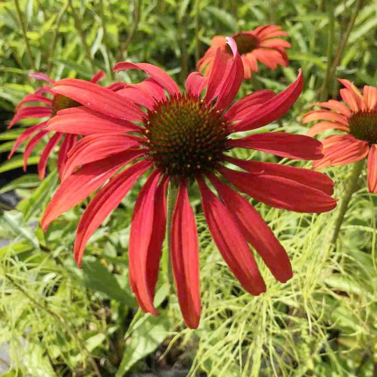 Echinacea Seeds (Tomato Soup Echinacea Seeds) - Vibrant Orange-Red Perennial Blooms - Image 5