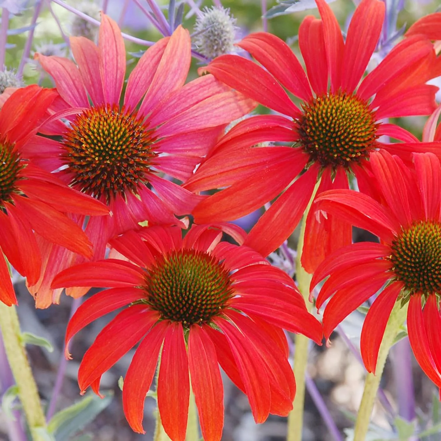 Echinacea Seeds (Tomato Soup Echinacea Seeds) - Vibrant Orange-Red Perennial Blooms - Image 6