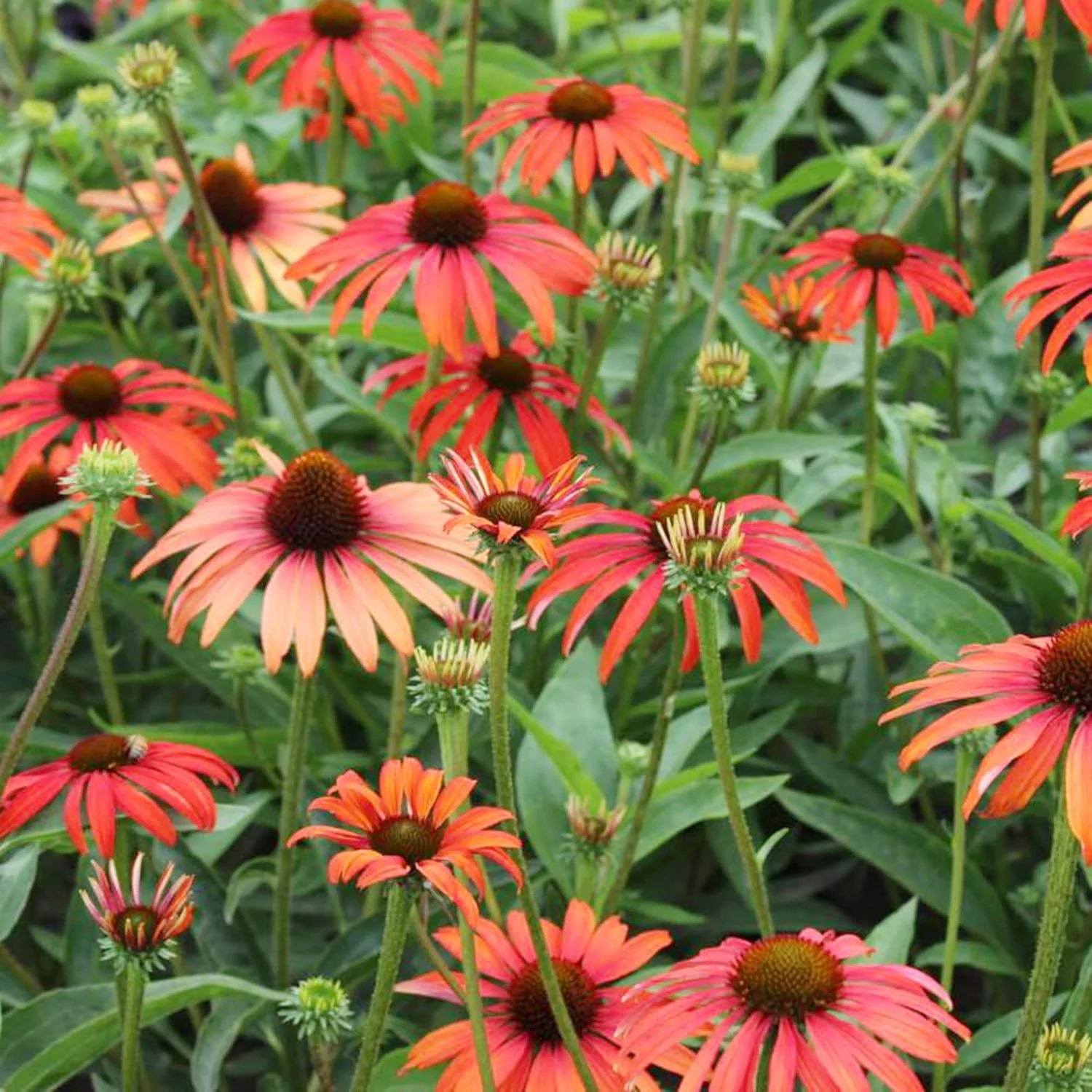 Echinacea Seeds (Tomato Soup Echinacea Seeds) - Vibrant Orange-Red Perennial Blooms - Image 7