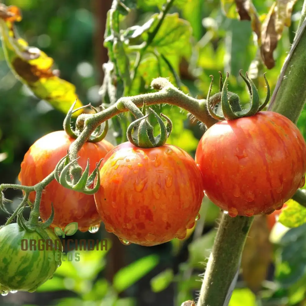 Tomato Tigerella Seeds for Planting, Premium Quality Heirloom Seeds for Successful Gardening