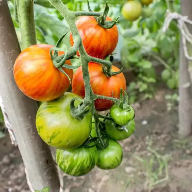 Tomato Tigerella Seeds for Planting, Premium Quality Heirloom Seeds for Successful Gardening - Image 3
