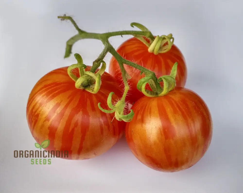 Tomato Tigerella Seeds for Planting, Premium Quality Heirloom Seeds for Successful Gardening - Image 4